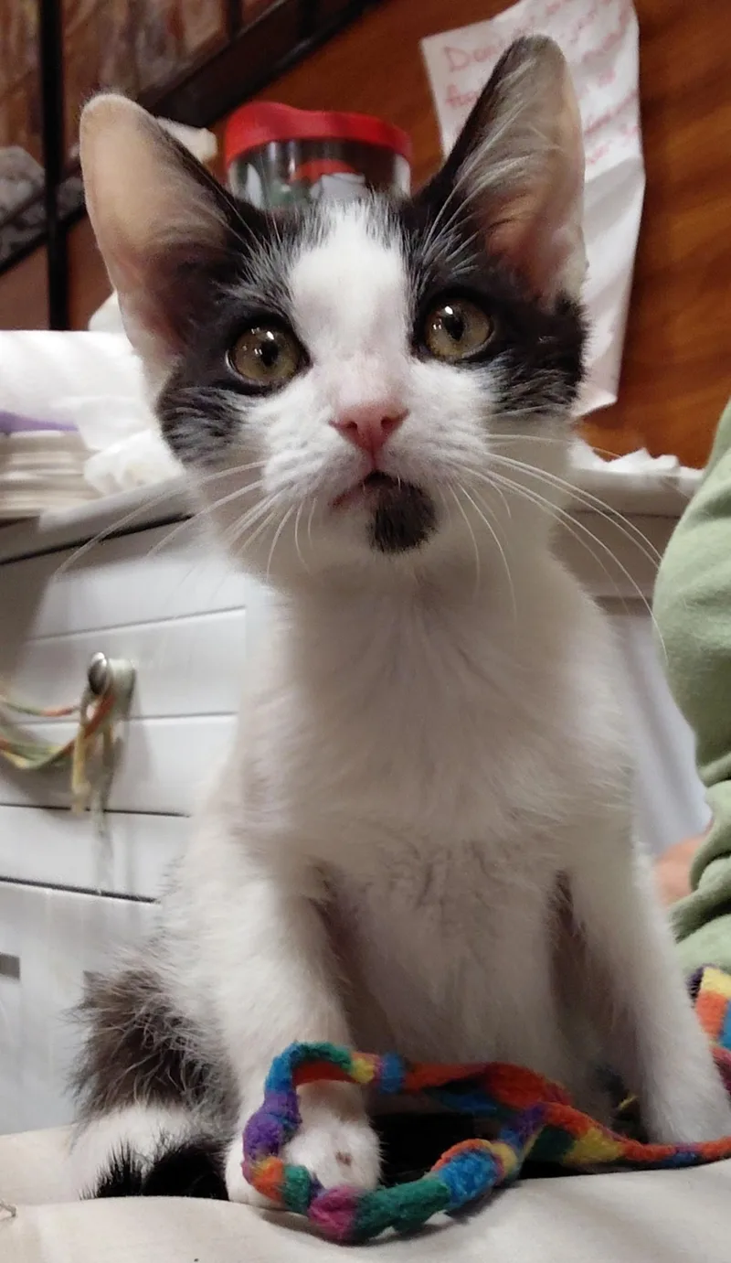 A young medium-sized male Black & White / Tuxedo American Shorthair cat named Oreo for adoption in Marvin, NC