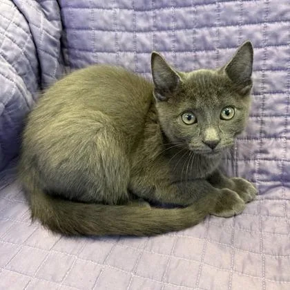 A baby small-sized male Domestic Short Hair cat named Trout for adoption in Janesville, WI