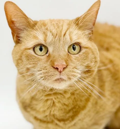 An adult medium-sized female Orange / Red Tabby cat named Peach Is Definitely Purrfect! for adoption in Bedford Hills, NY