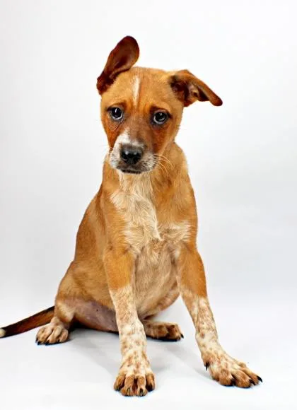 A baby medium-sized male Cattle Dog dog named Sir for adoption in Morton Grove, IL