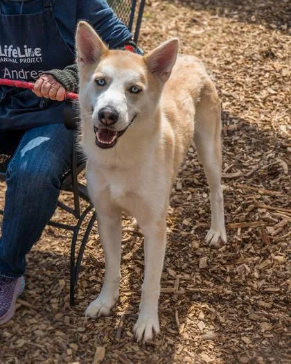 An adult large-sized male Mixed Breed dog named Buck for adoption in Chamblee, GA
