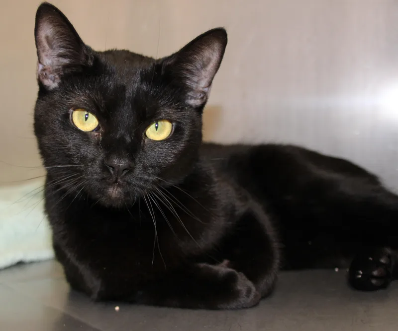 A young medium-sized female Black Domestic Short Hair cat named Story for adoption in Medfield, MA
