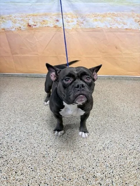 An adult large-sized female American Bulldog dog named Zaza for adoption in Miami, FL