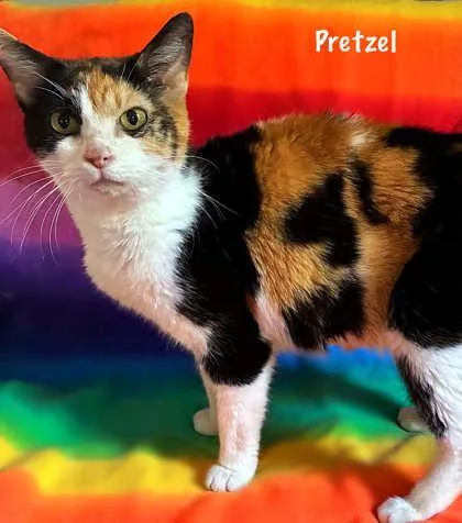An adult medium-sized female Domestic Short Hair cat named Pretzel for adoption in Newport, KY