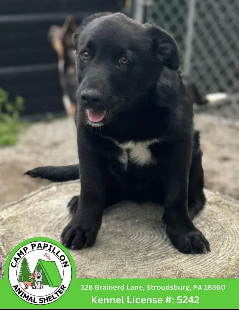 A baby medium-sized male Australian Shepherd dog named Lamborghini for adoption in Stroudsburg, PA