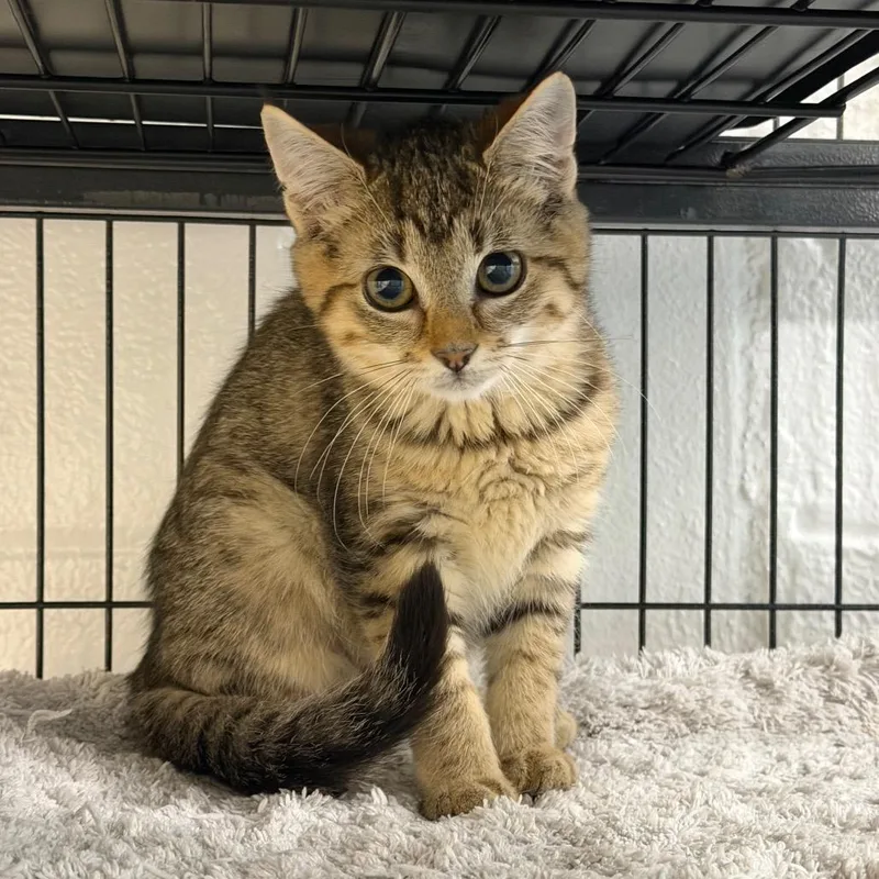 A baby small-sized female Brown / Chocolate Domestic Short Hair cat named Leche for adoption in Hampton Bays, NY