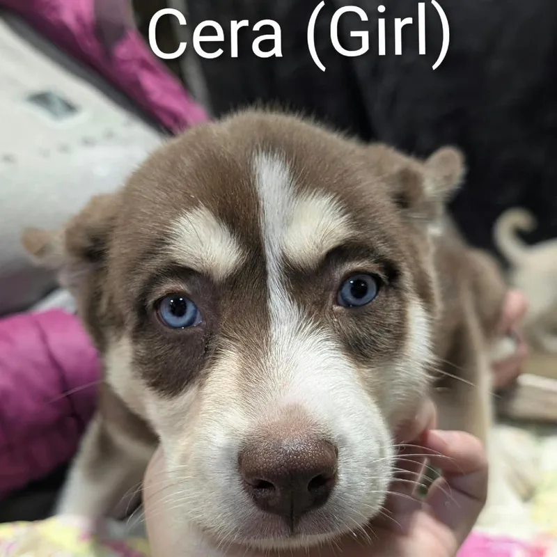 Cera thumbnail 2