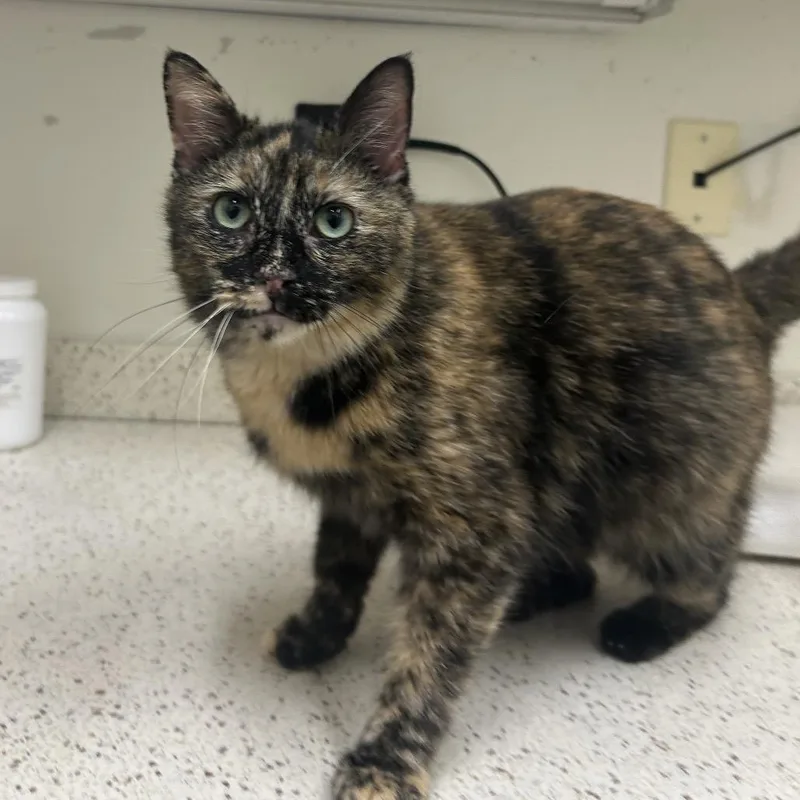 An adult large-sized female Brown / Chocolate Domestic Short Hair cat named Jordan for adoption in Auburn, AL