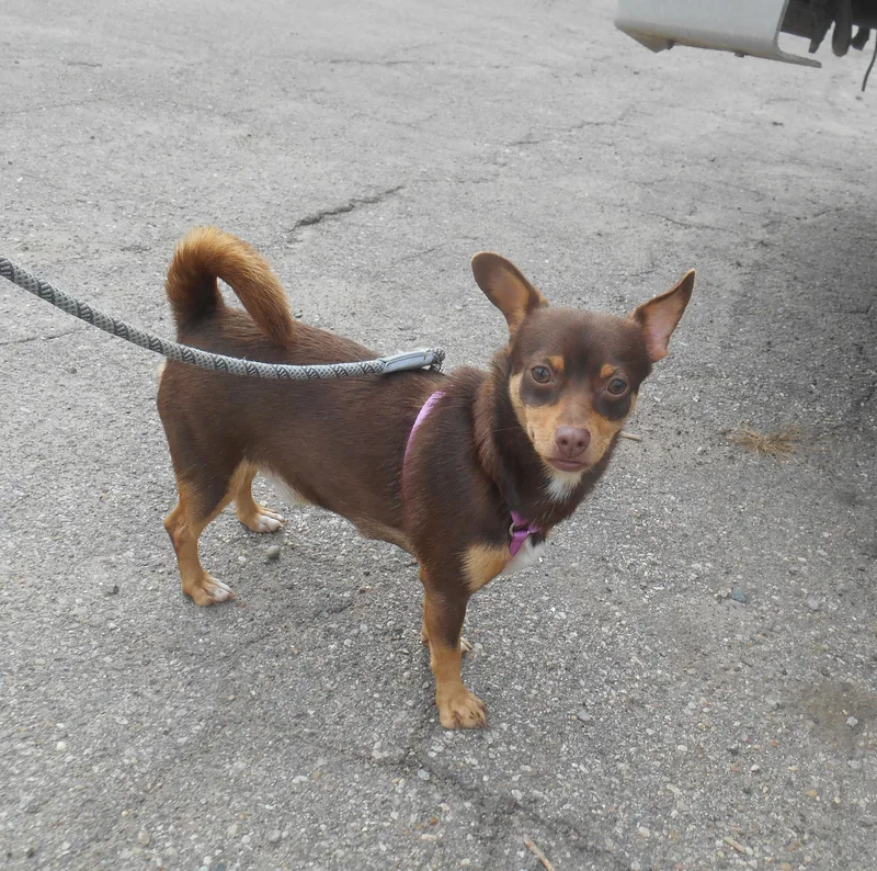 An adult small-sized female Brown / Chocolate Chihuahua dog named Paisley for adoption in Kalamazoo, MI