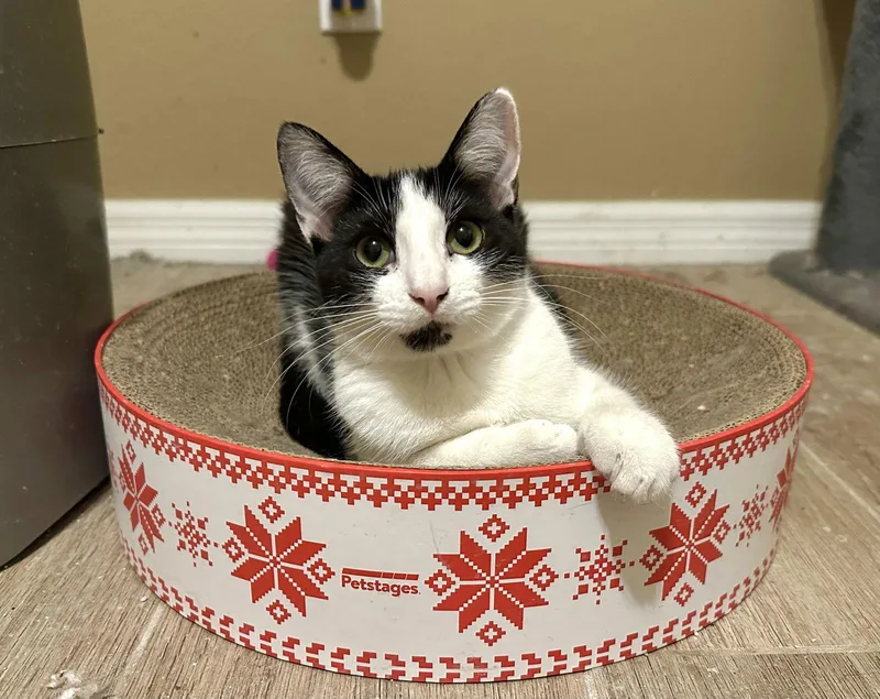 Daffodil thumbnail 2