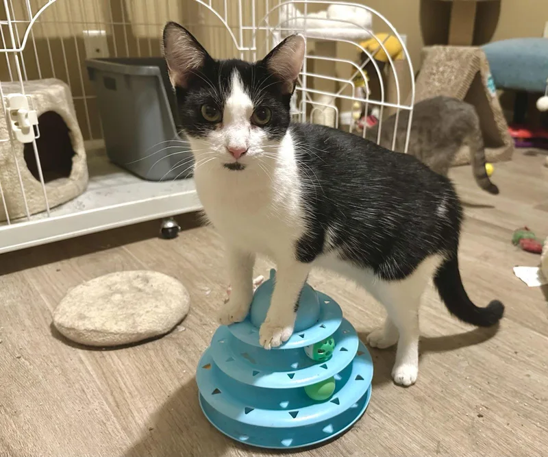 Daffodil thumbnail 3