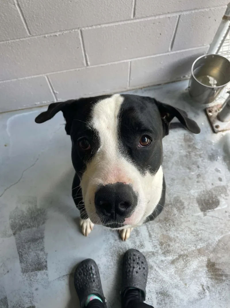 An adult large-sized male Pit Bull Terrier dog named Domino for adoption in Bishopville, SC