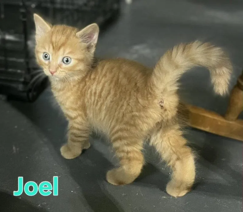 A young medium-sized male Orange / Red Domestic Short Hair cat named Joel for adoption in Delran, NJ