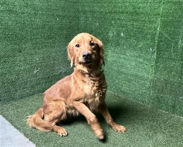 An adult large-sized female Golden Retriever dog named Daisy for adoption in Lancaster, CA