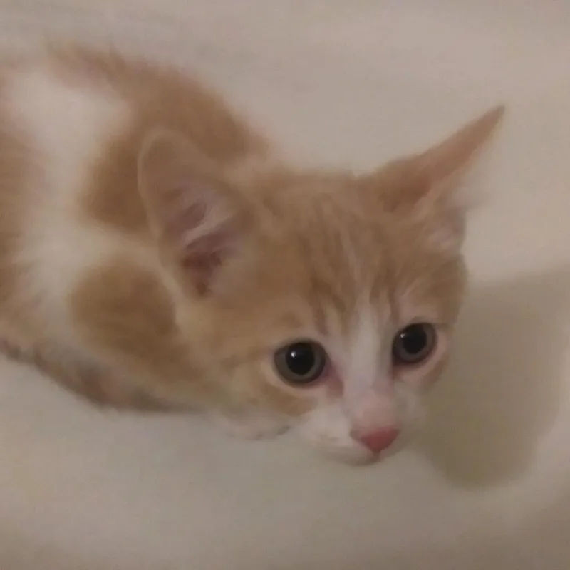 An adult extra large-sized male Buff / Tan / Fawn Domestic Short Hair cat named Cabernet for adoption in Springfield, IL