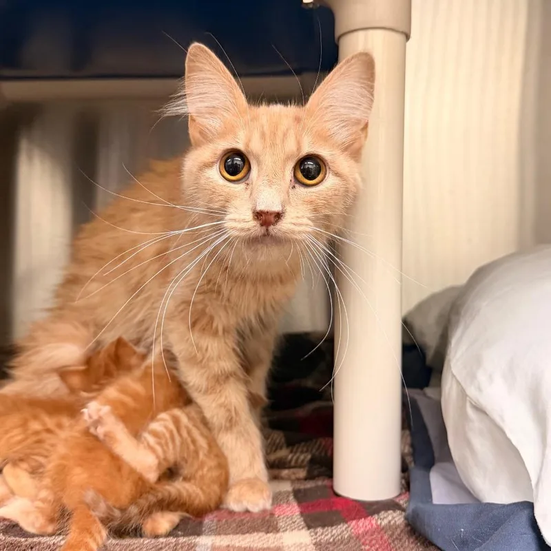 A young medium-sized female Buff / Tan / Fawn Domestic Medium Hair cat named Meleys for adoption in Lynchburg, VA