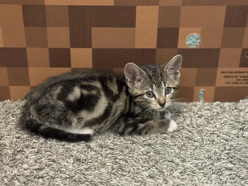 A baby small-sized male Domestic Short Hair cat named Simba for adoption in Dallas, TX