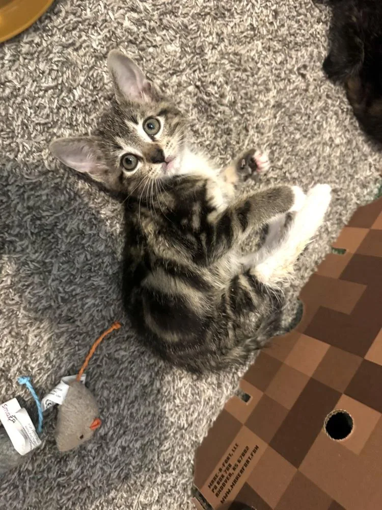 Simba thumbnail 2