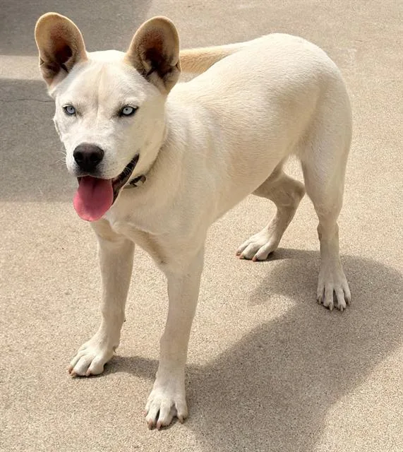 A young large-sized female Siberian Husky dog named Sky for adoption in Camarillo, CA