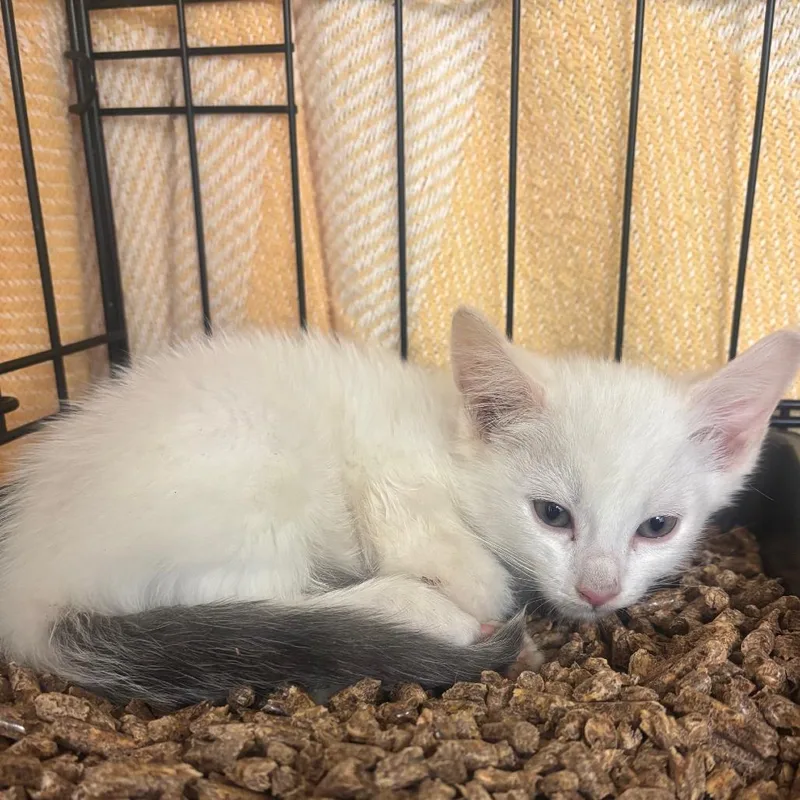 A baby medium-sized male Gray & White Domestic Short Hair cat named Smudge for adoption in Hudson, NY