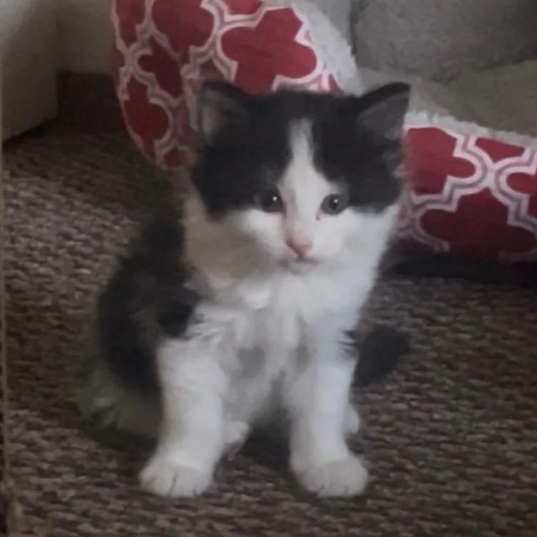 A baby small-sized female White Domestic Short Hair cat named Prince for adoption in Dixon, IL