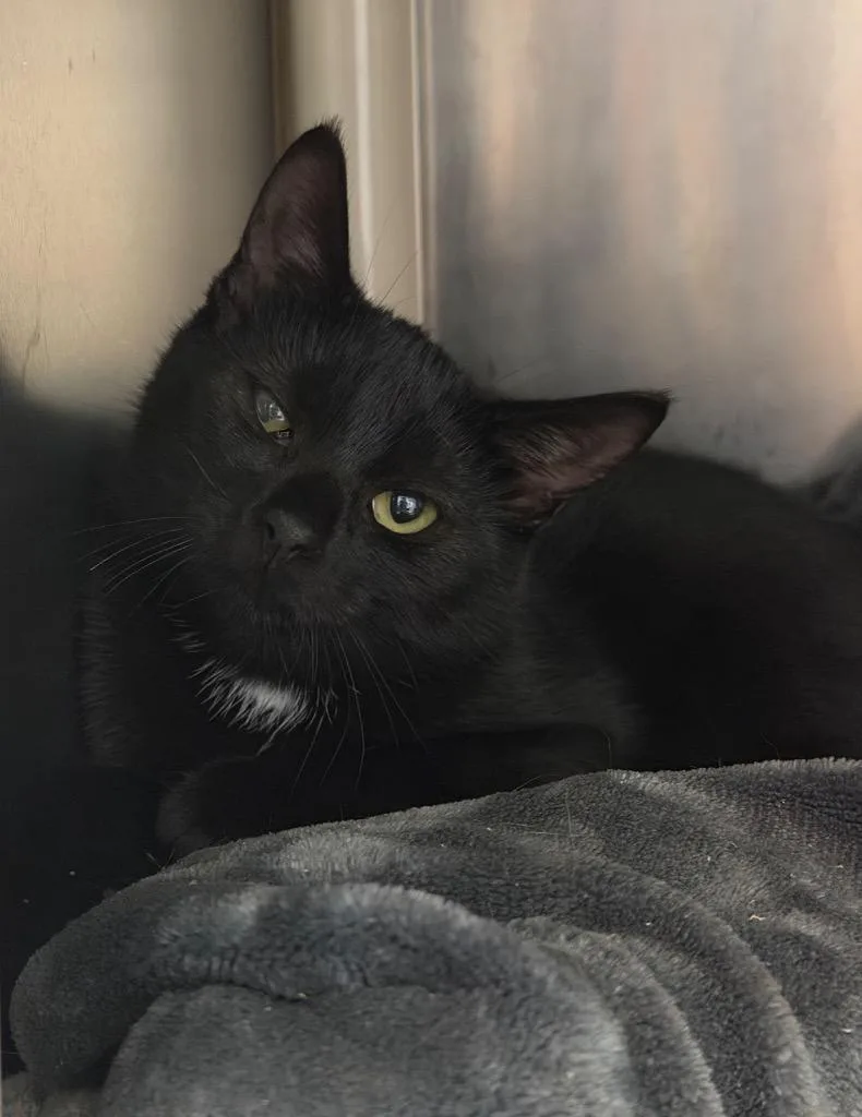 A baby medium-sized female Domestic Short Hair cat named Corey for adoption in Pomona, NY