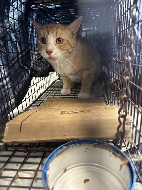 An adult medium-sized male Domestic Short Hair cat named Bright for adoption in Casper, WY