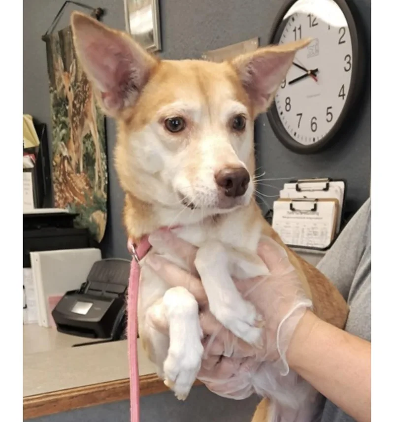 An adult medium-sized female Golden Husky dog named Dottie for adoption in Hollister, MO