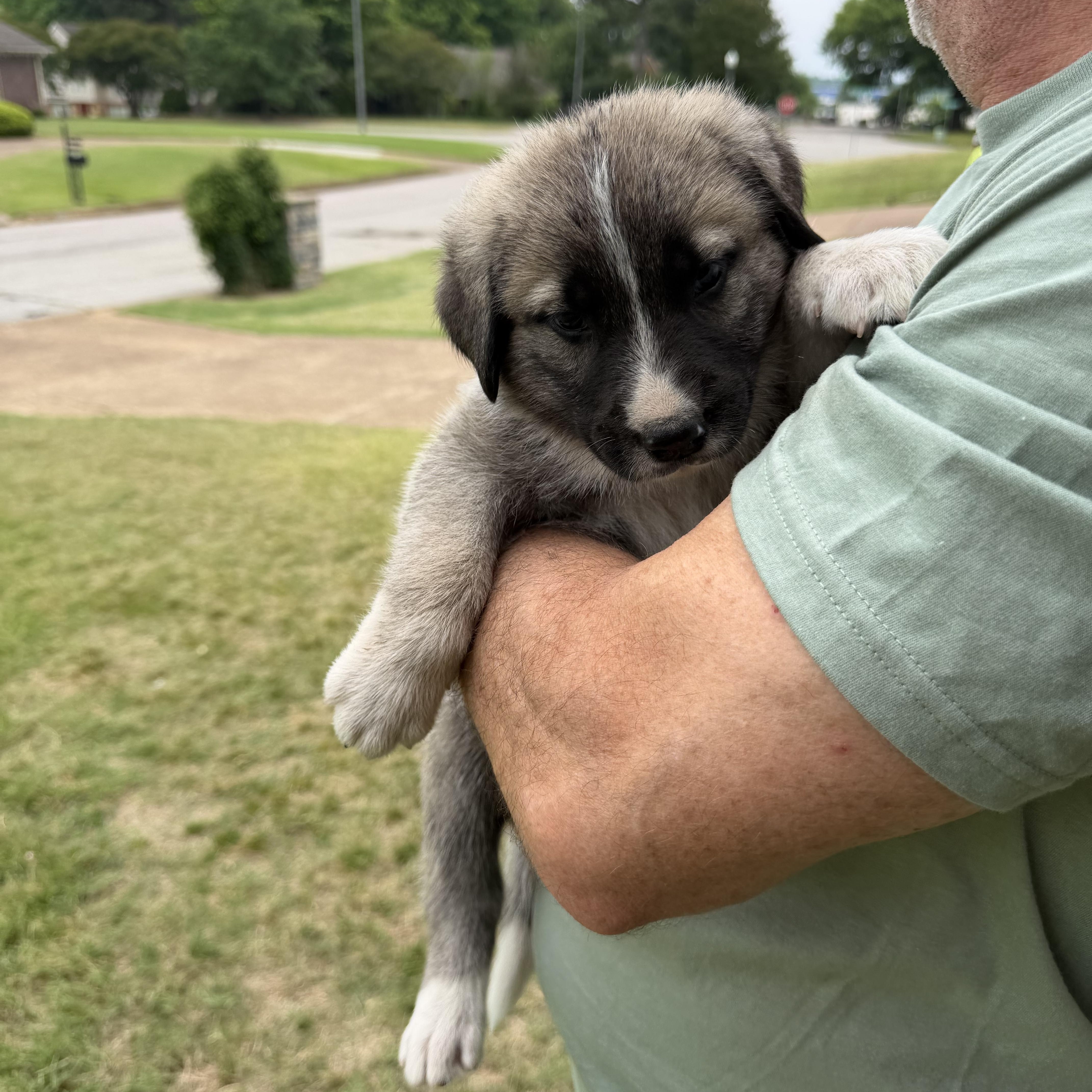 A baby medium-sized female Bernese Mountain Dog dog named Sully for adoption in Cordova, TN
