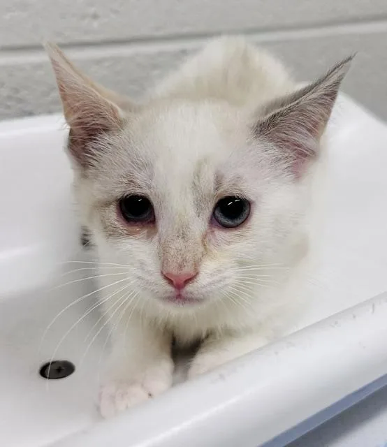 A baby small-sized female Domestic Short Hair cat named Kimchi for adoption in Derwood, MD