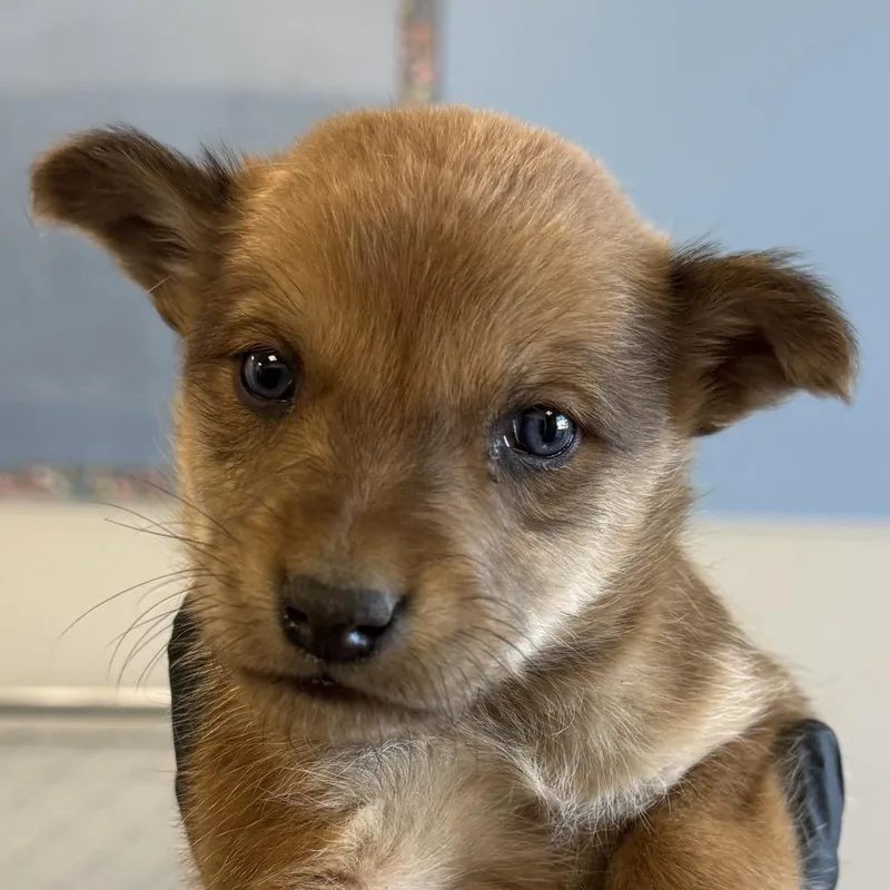 A baby medium-sized female Brown / Chocolate Mixed Breed dog named Astrid for adoption in Parker, CO