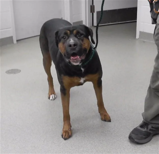 A young large-sized female Boerboel dog named Fendi for adoption in Omaha, NE
