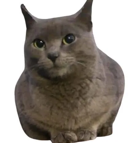An adult large-sized female Domestic Short Hair cat named Raine for adoption in Delran, NJ