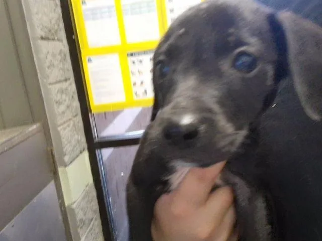 A baby small-sized female Labrador Retriever dog named Dolly for adoption in Tulsa, OK