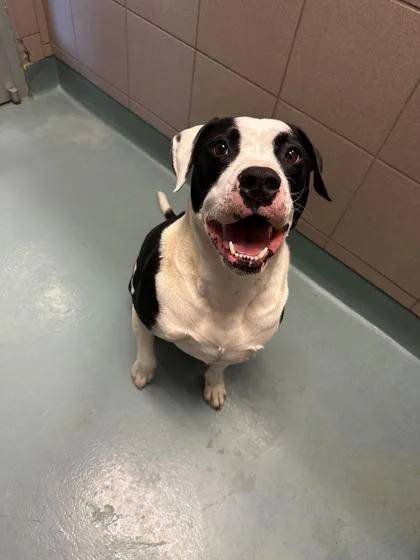 A young medium-sized male Pit Bull Terrier dog named Knox for adoption in Knoxville, TN