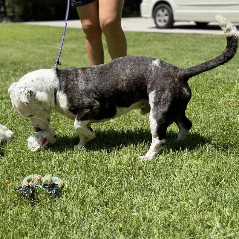 An adult medium-sized male Terrier dog named Axel for adoption in Locust Fork, AL