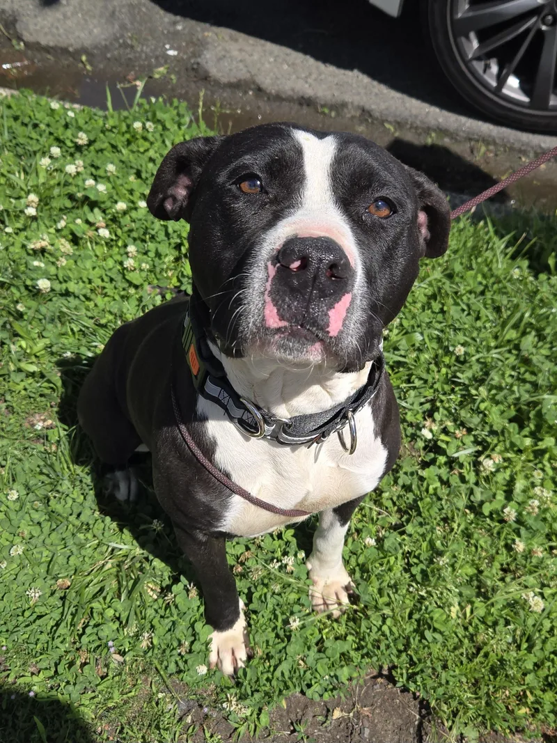 An adult medium-sized female Harlequin Pit Bull Terrier dog named Belle for adoption in Trenton, NJ