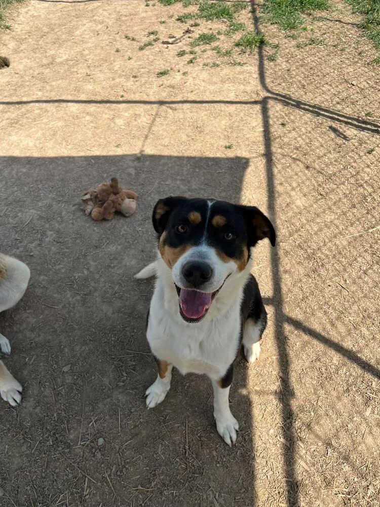 An adult large-sized male Tricolor (Brown, Black, & White) Australian Shepherd dog named Archie for adoption in Silver Spring, MD