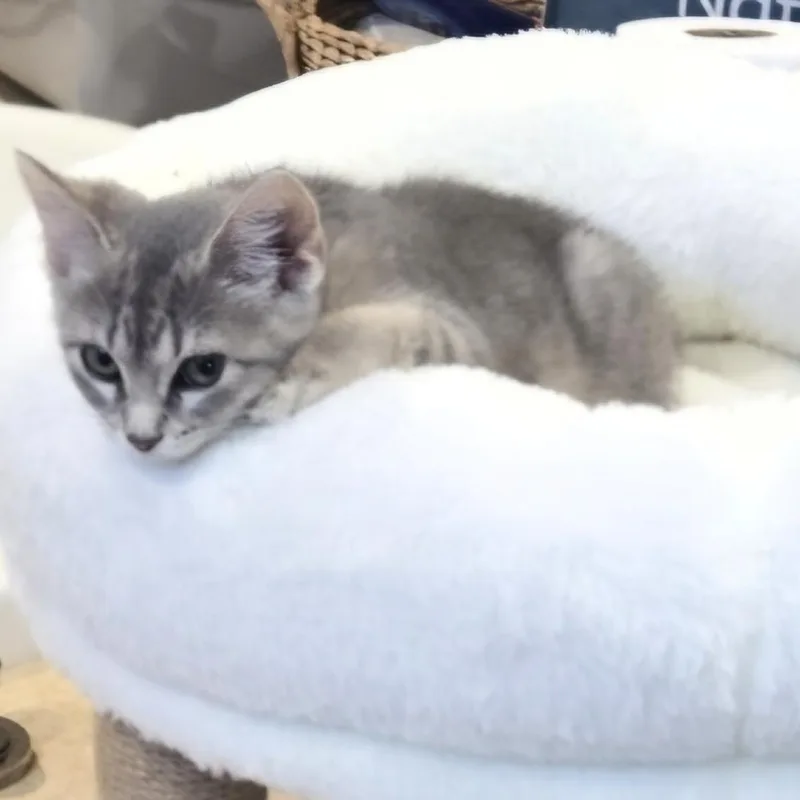 A baby small-sized female Gray / Blue / Silver American Shorthair cat named Pippa for adoption in Staten Island, NY