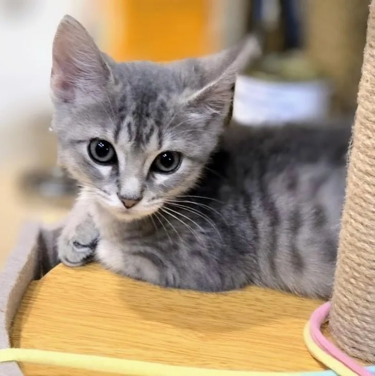 Pippa thumbnail 3