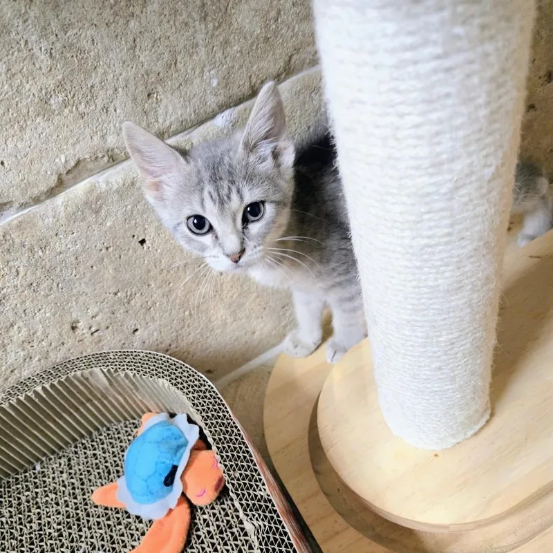 Pippa thumbnail 5