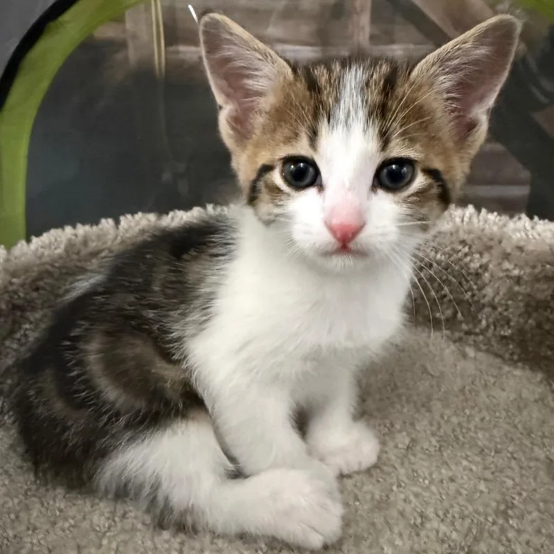 A baby small-sized male White Domestic Short Hair cat named George for adoption in Traverse City, MI