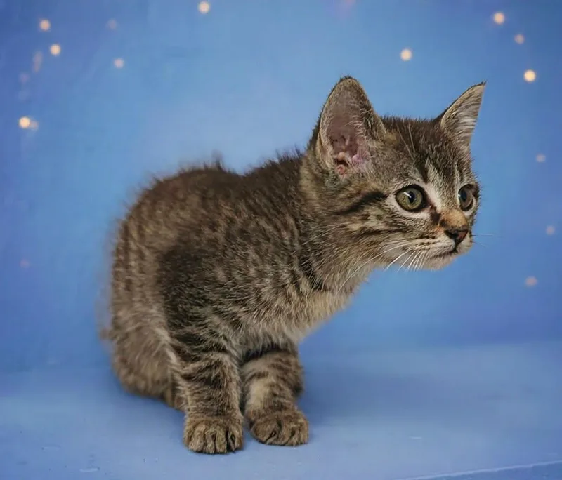 A baby medium-sized male Gray / Blue / Silver Domestic Short Hair cat named Houston for adoption in Talladega, AL