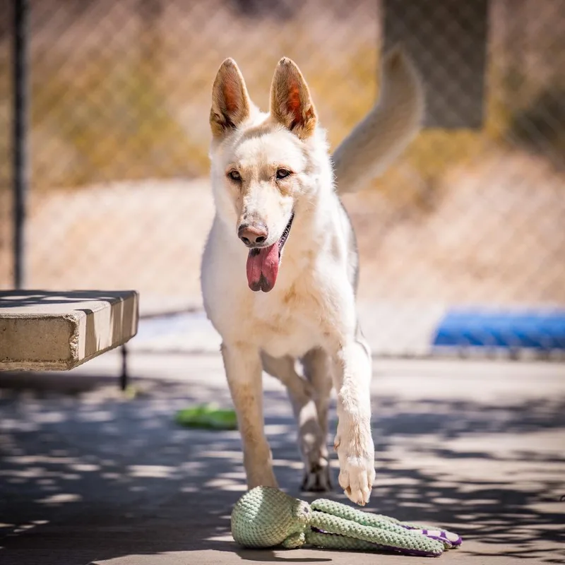An adult medium-sized male Shepherd dog named Loki for adoption in Twentynine Palms, CA