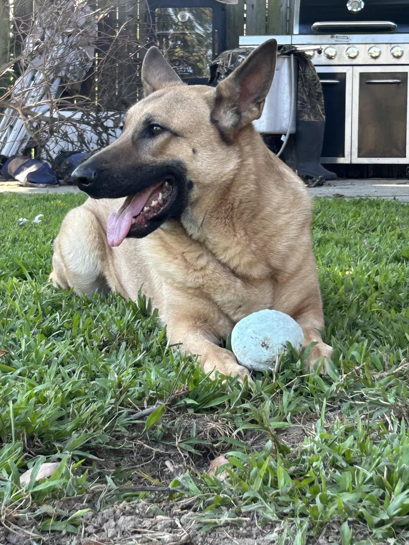 An adult large-sized female German Shepherd Dog dog named Athena  lover of for adoption in Metairie, LA