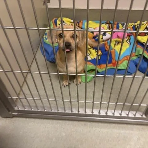 A baby medium-sized female Yellow / Tan / Blond / Fawn Dachshund dog named Twinkie for adoption in Oceanside, CA