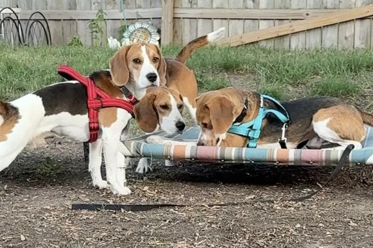 A young small-sized male Beagle dog named Faris for adoption in Eau Claire, WI