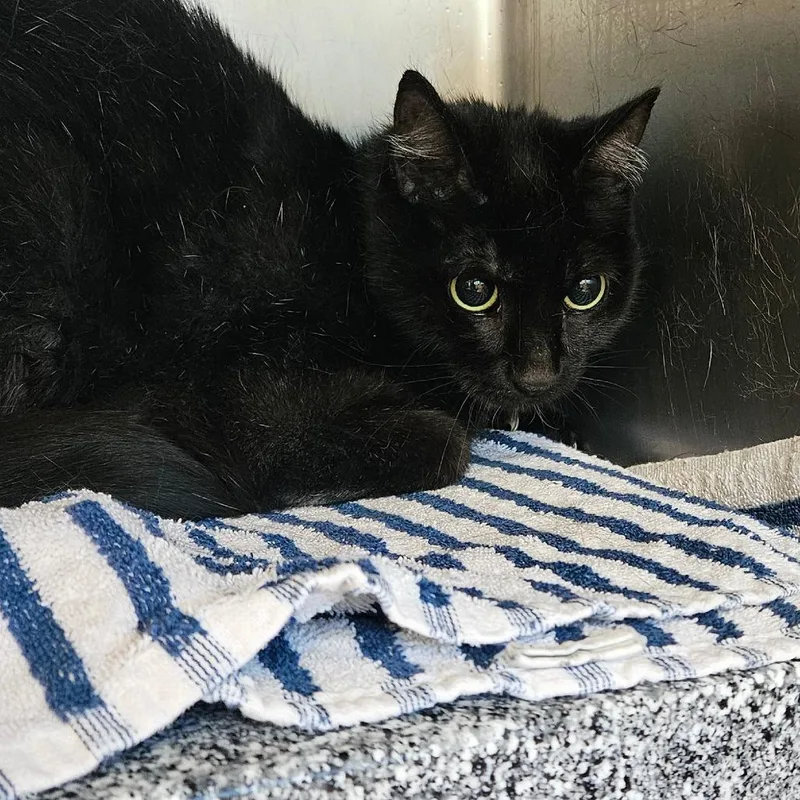 An adult medium-sized female Black Domestic Short Hair cat named Fender for adoption in Birdsboro, PA