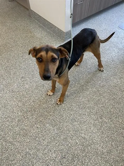 A young medium-sized male Harrier dog named Dobby for adoption in Paradise, CA