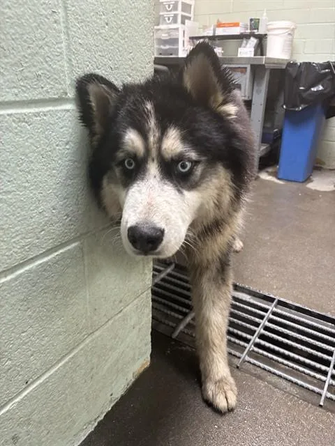An adult large-sized male Alaskan Malamute dog named Koda for adoption in Stockton, CA